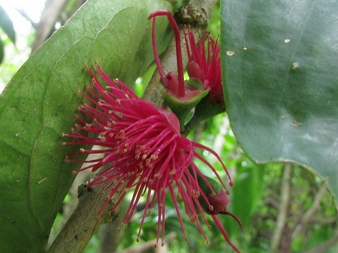 Syzygium malaccense