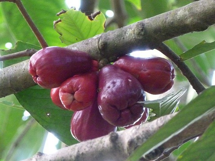 Syzygium malaccense