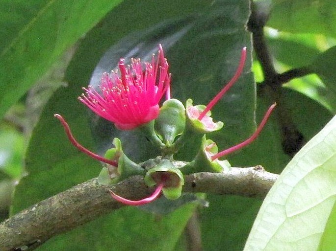 Syzygium malaccense