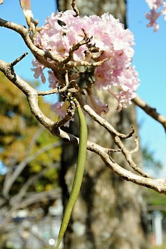 Tabebuia rosea