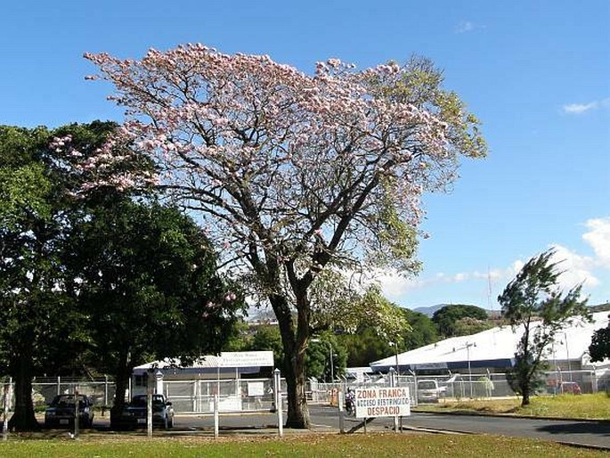 Tabebuia rosea