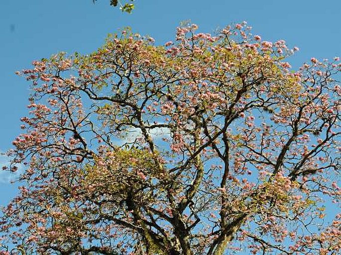 Tabebuia rosea