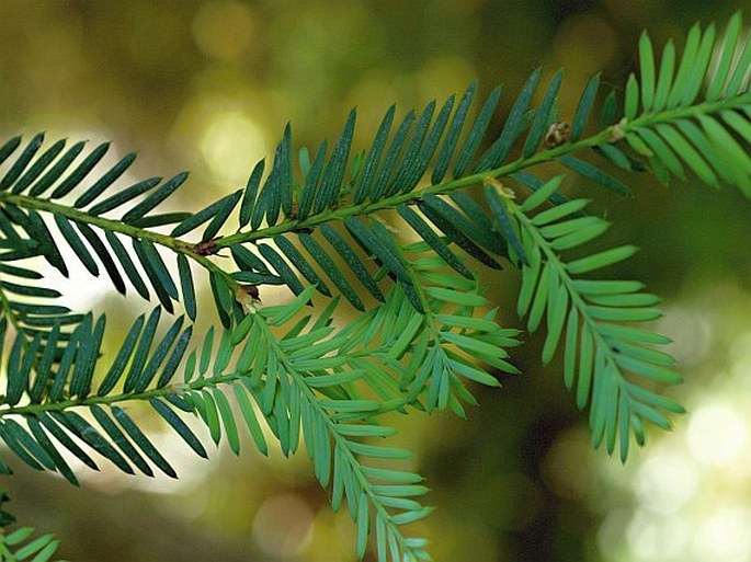 Taxus brevifolia