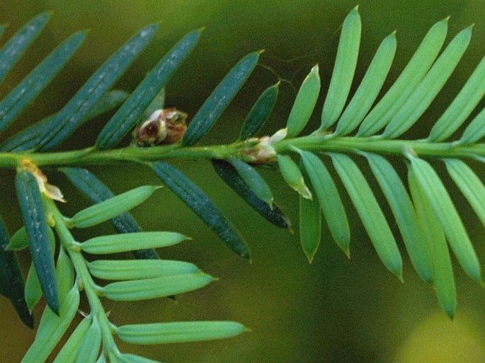 Taxus brevifolia