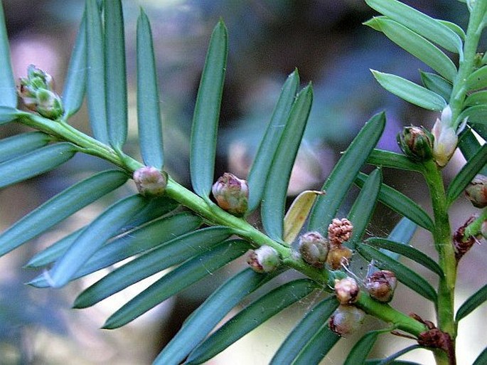 Taxus brevifolia