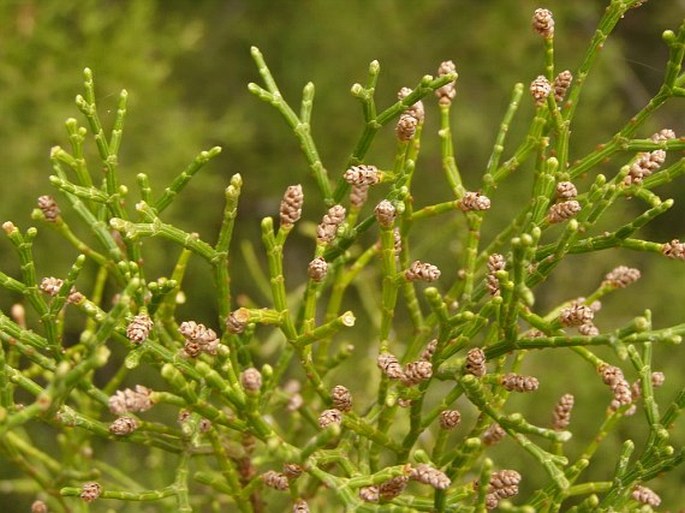 Tetraclinis articulata