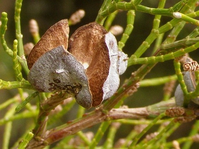 Tetraclinis articulata