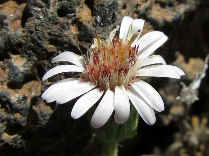 TETRAMOLOPIUM HUMILE subsp. HALEAKALAE Lowrey