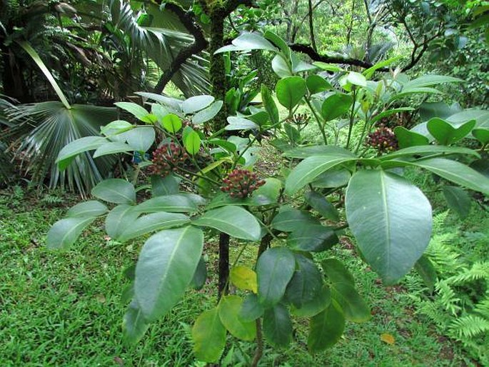 Tetraplasandra oahuensis