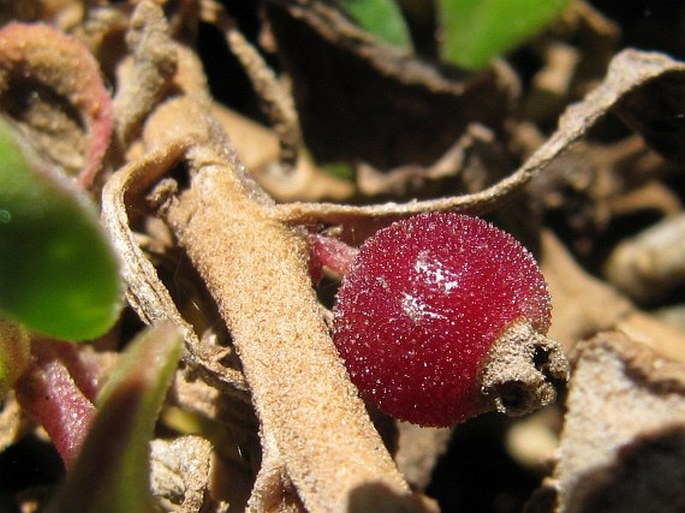 Tetragonia trigyna