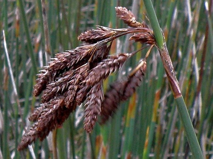 Thamnochortus spicigerus