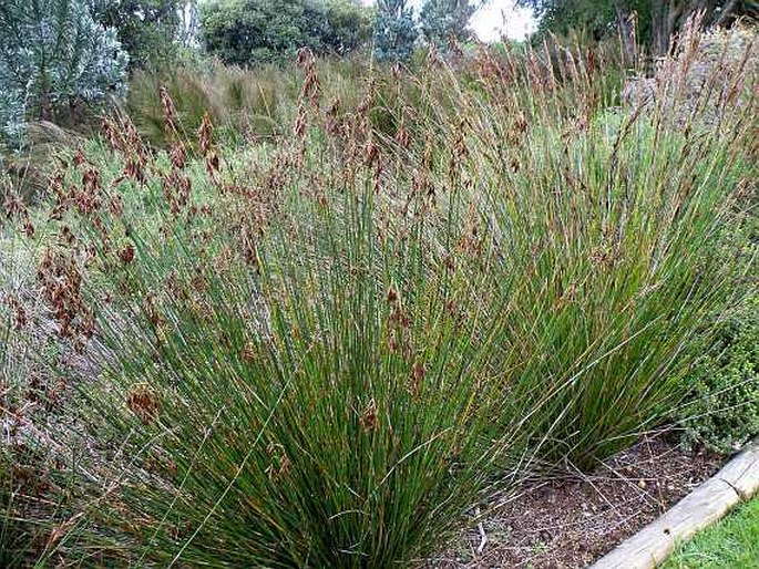 Thamnochortus pluristachyus