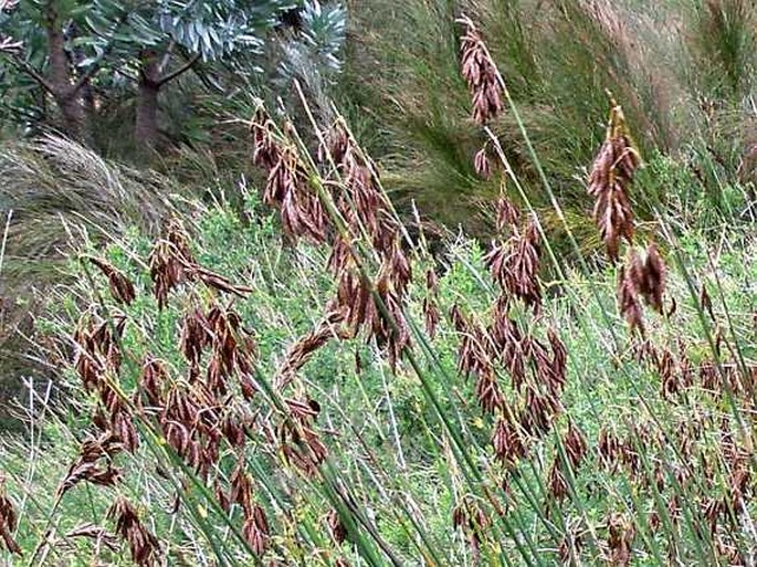 Thamnochortus pluristachyus