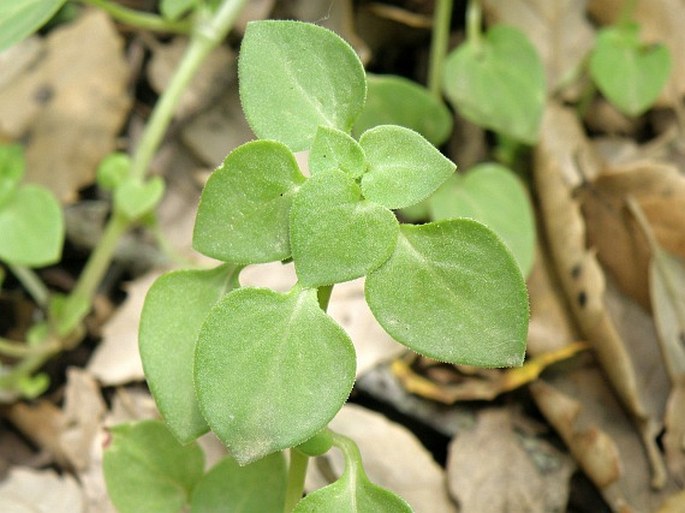 THELIGONUM CYNOCRAMBE L.