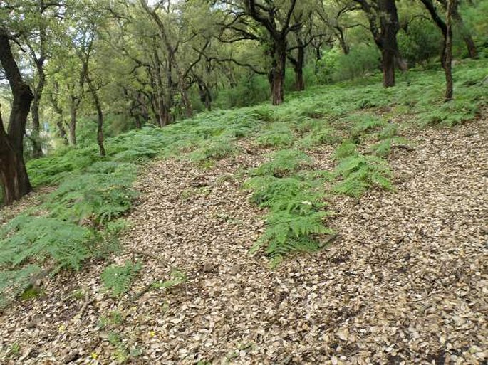 Theligonum cynocrambe