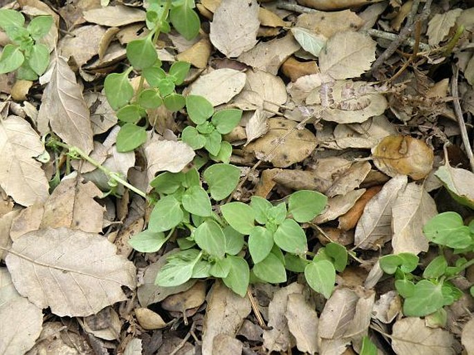 Theligonum cynocrambe