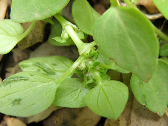 Theligonum cynocrambe