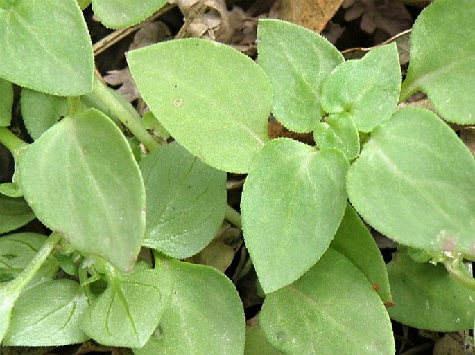 Theligonum cynocrambe