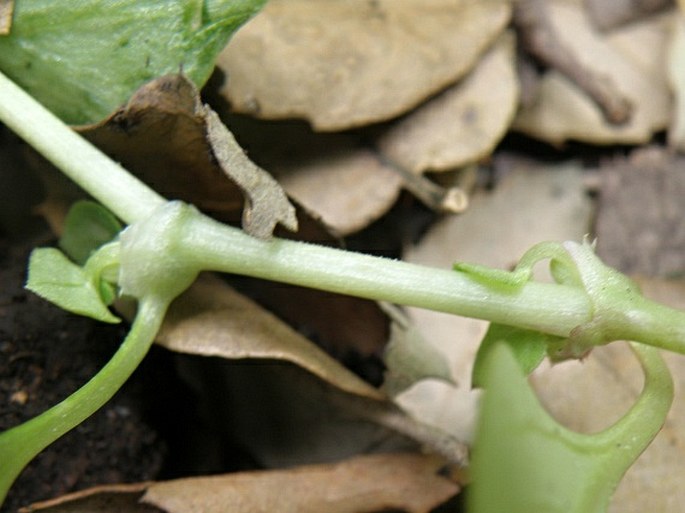 Theligonum cynocrambe