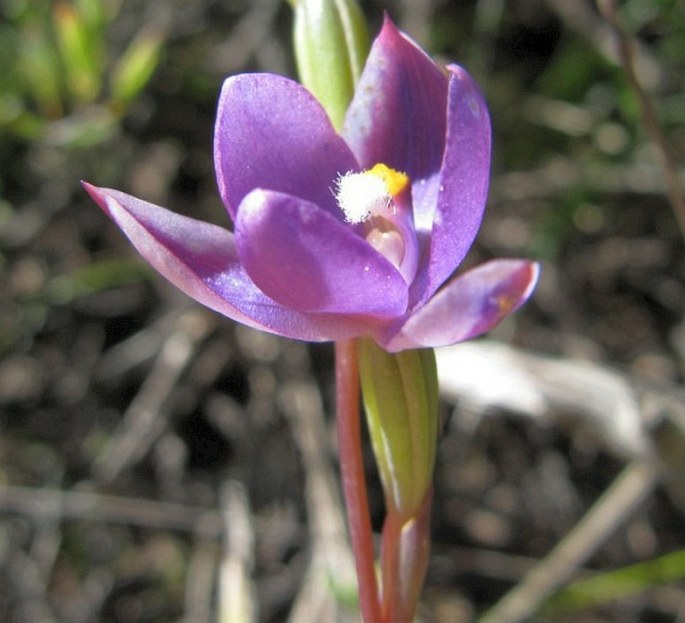 Thelymitra nervosa