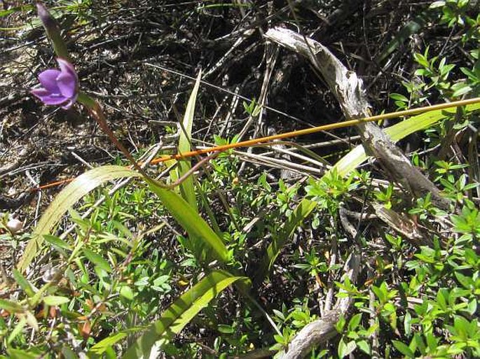 Thelymitra nervosa