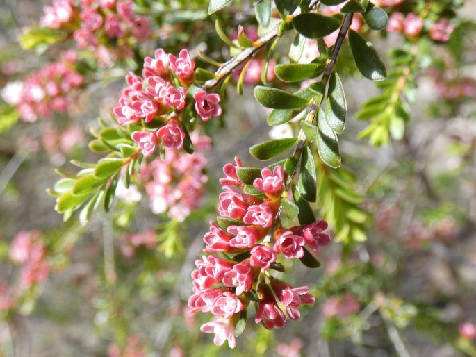 Thryptomene calycina