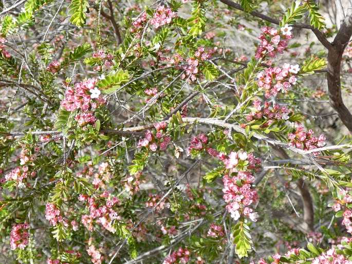 Thryptomene calycina