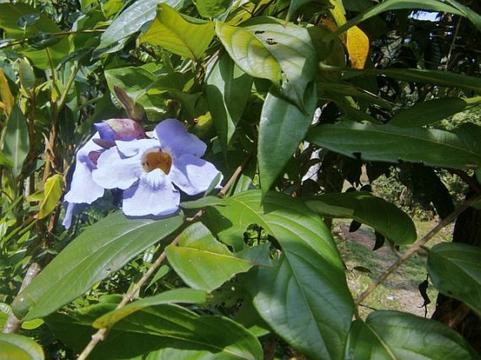 THUNBERGIA LAURIFOLIA Lindl. – smatavka