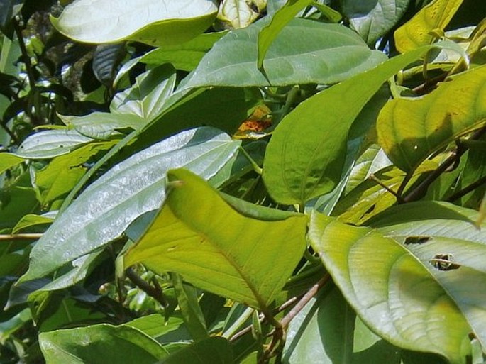 Thunbergia laurifolia