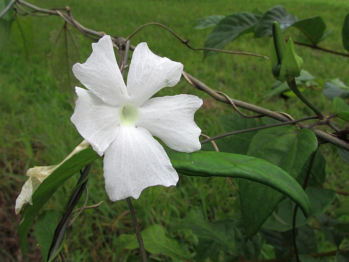 THUNBERGIA FRAGRANS Roxb. – smatavka