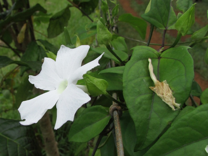 Thunbergia fragrans