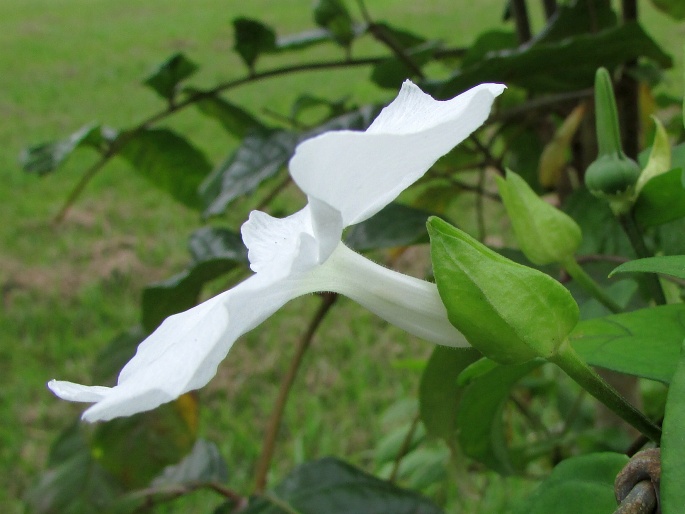 Thunbergia fragrans