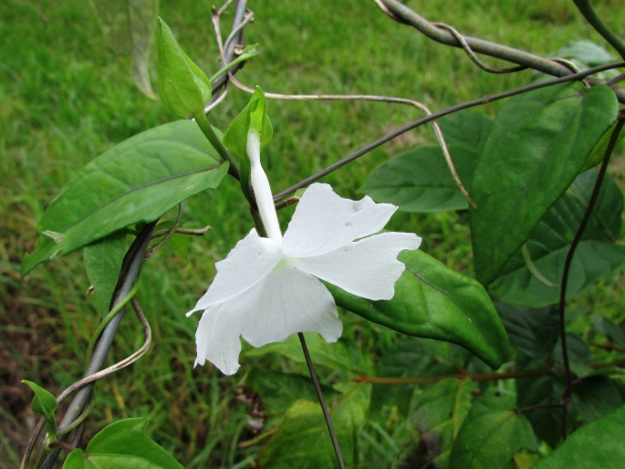 Thunbergia fragrans