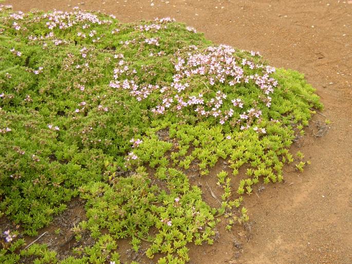 Thymus caespititius