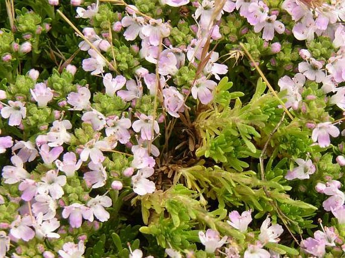 Thymus caespititius