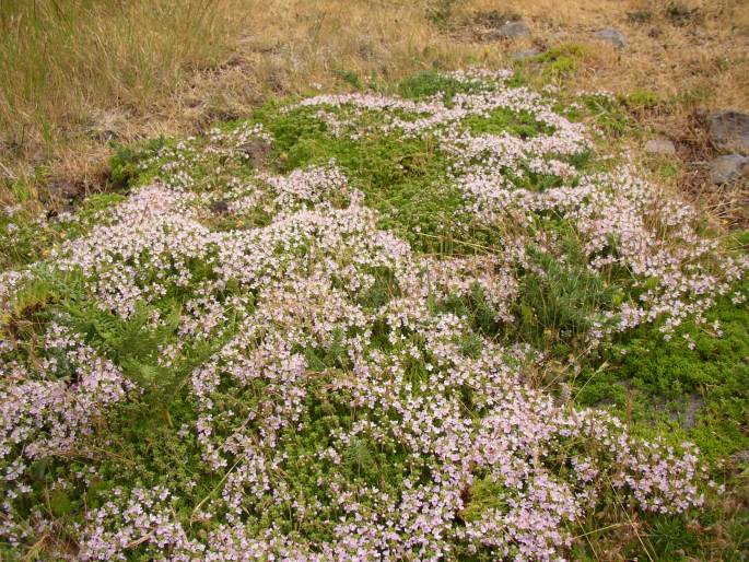 Thymus caespititius