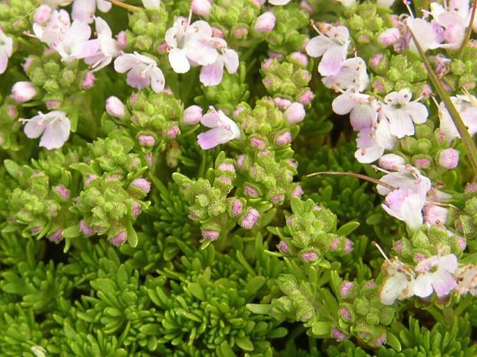 Thymus caespititius