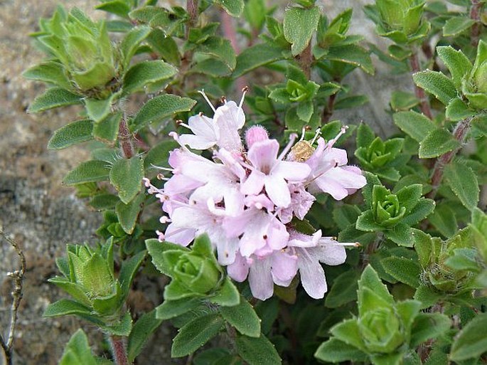 THYMUS SERRULATUS Hochst. ex Benth. - mateřídouška / dúška