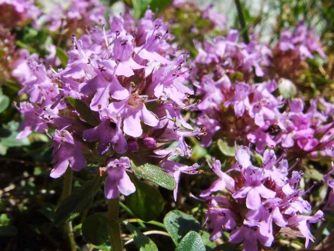 Thymus alpestris