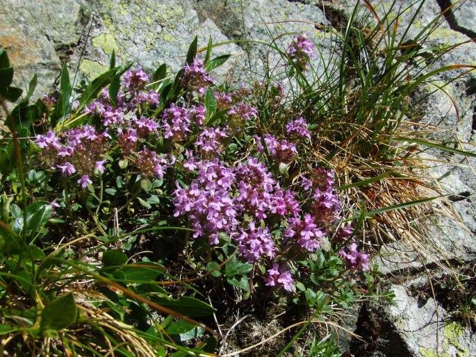 Thymus alpestris