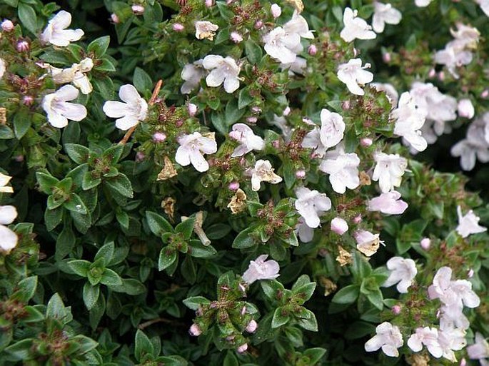 THYMUS HERBA-BARONA Loisel. - mateřídouška / dúška