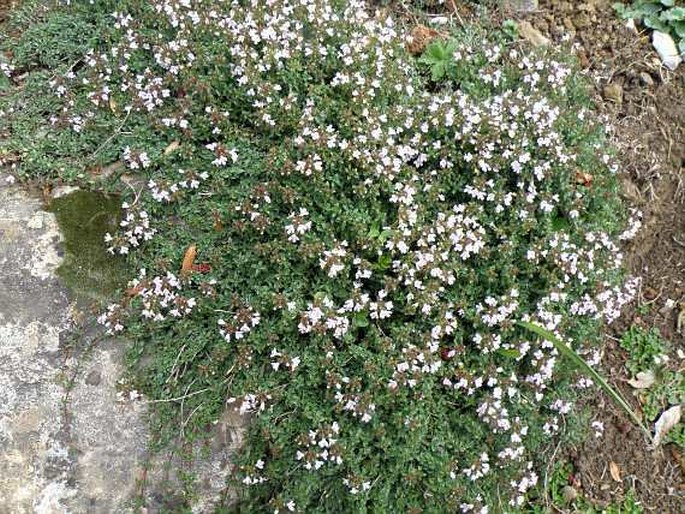 Thymus herba-barona