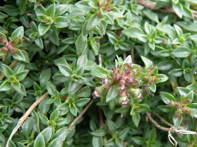 Thymus herba-barona