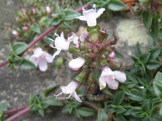 Thymus herba-barona