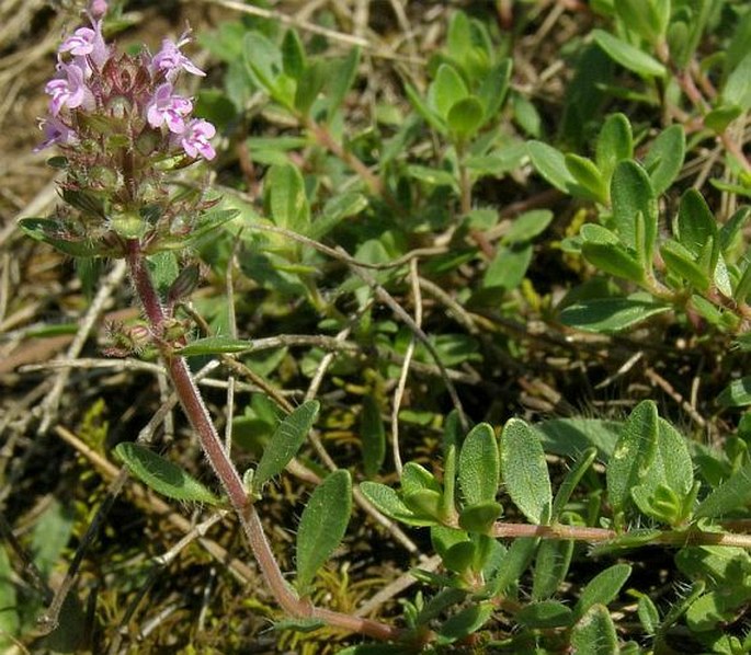 THYMUS PANNONICUS All. - mateřídouška panonská / dúška panónska