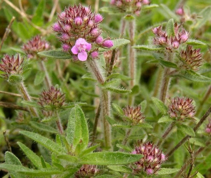 Thymus pannonicus