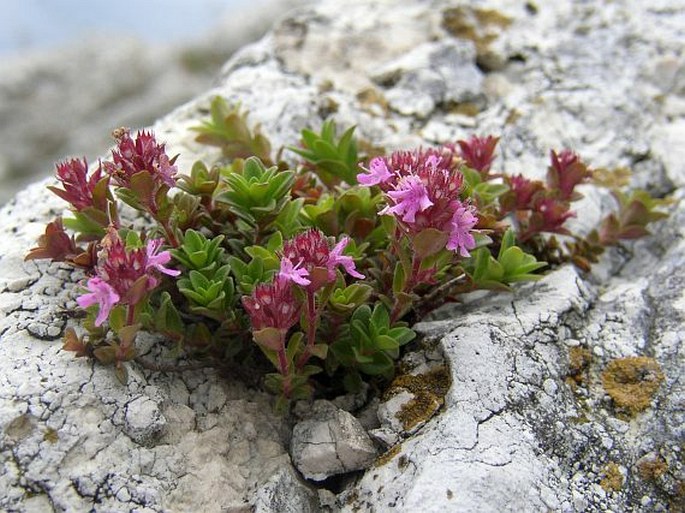 Thymus praecox subsp. praecox