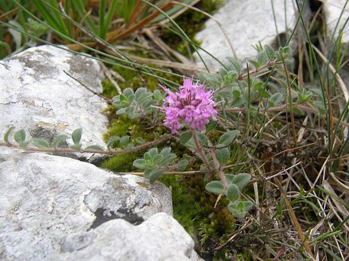 Thymus praecox subsp. praecox