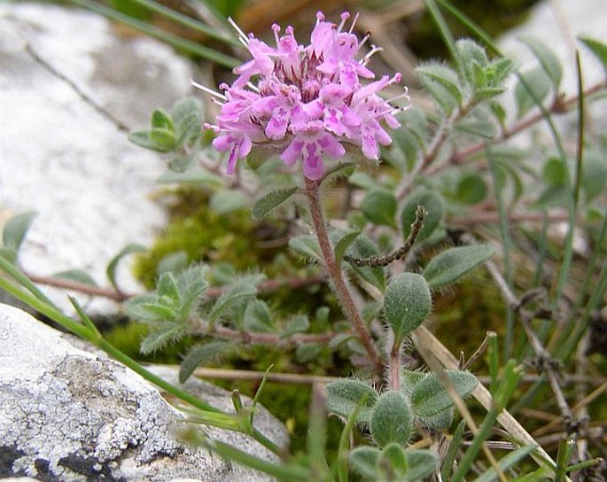 Thymus praecox subsp. praecox