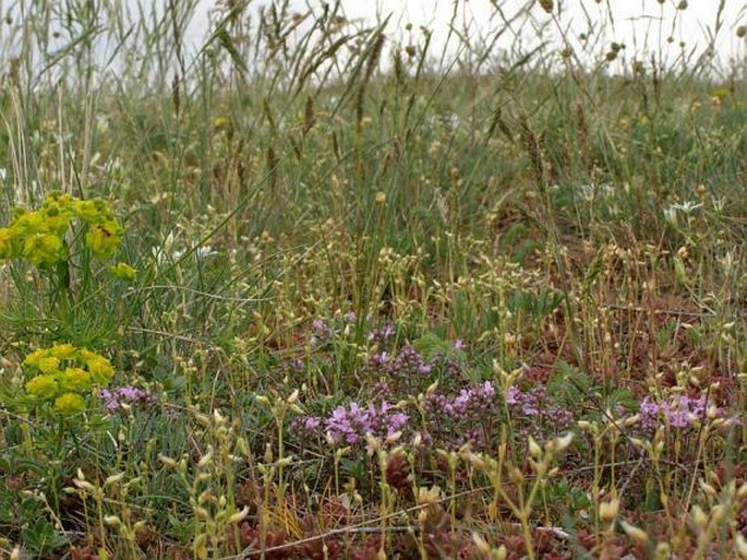 Thymus praecox subsp. praecox